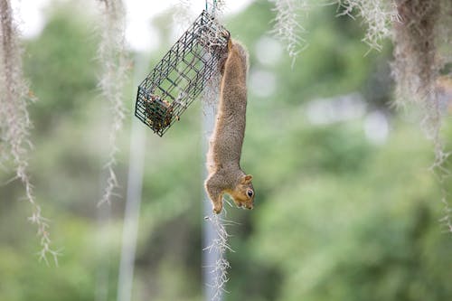 Squirrel Hanging From a Feeding Cage