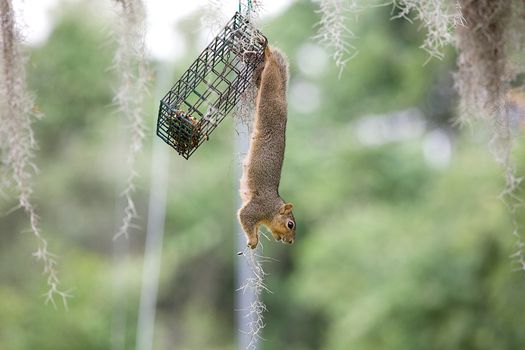 A playful squirrel hangs upside down from a bird feeder in a lush green outdoor setting.