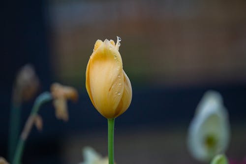 Raindrops on Tulip