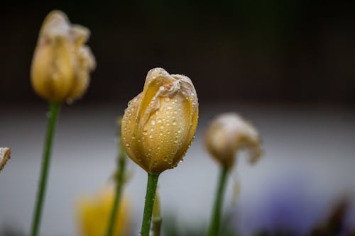 Foto profissional grátis de botões, flora, flores