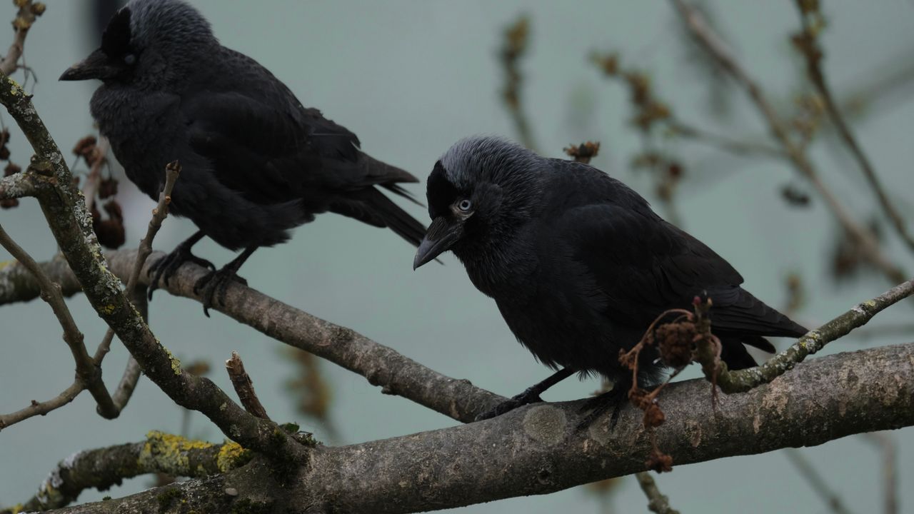 two blackbirds sitting on a branch showcasing their dark plumage again