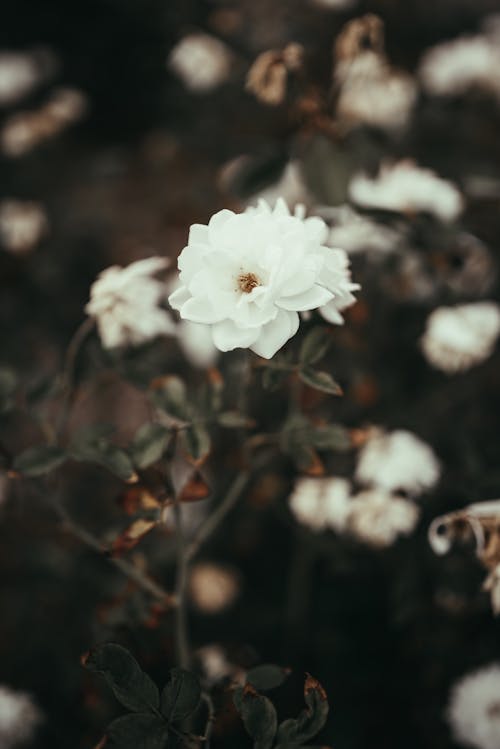 無料 白いバラのセレクティブフォーカス写真 写真素材
