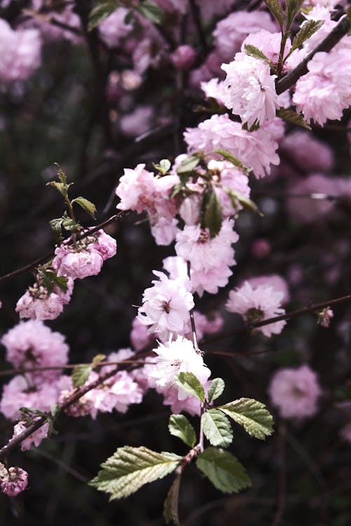 คลังภาพถ่ายฟรี ของ ก้าน, ดอกซากุระ, ดอกไม้สีชมพู