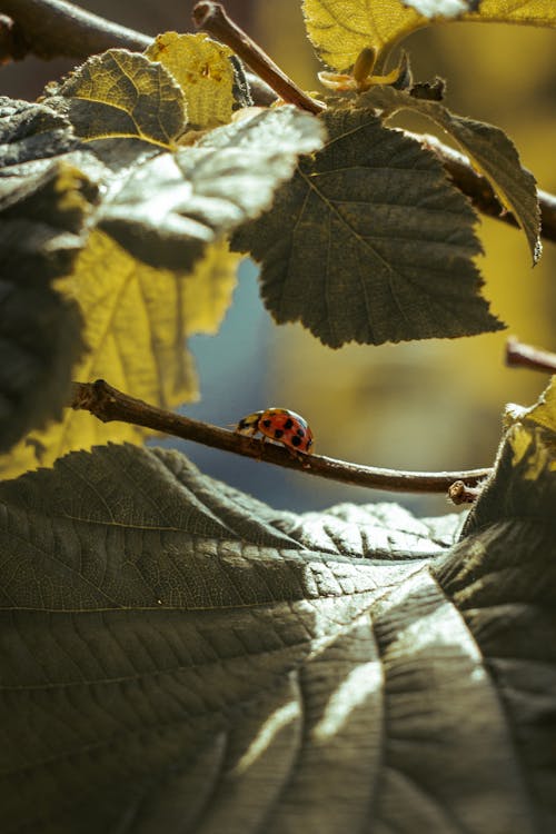 Photos gratuites de coccinelle, feuilles, fond d'écran mobile