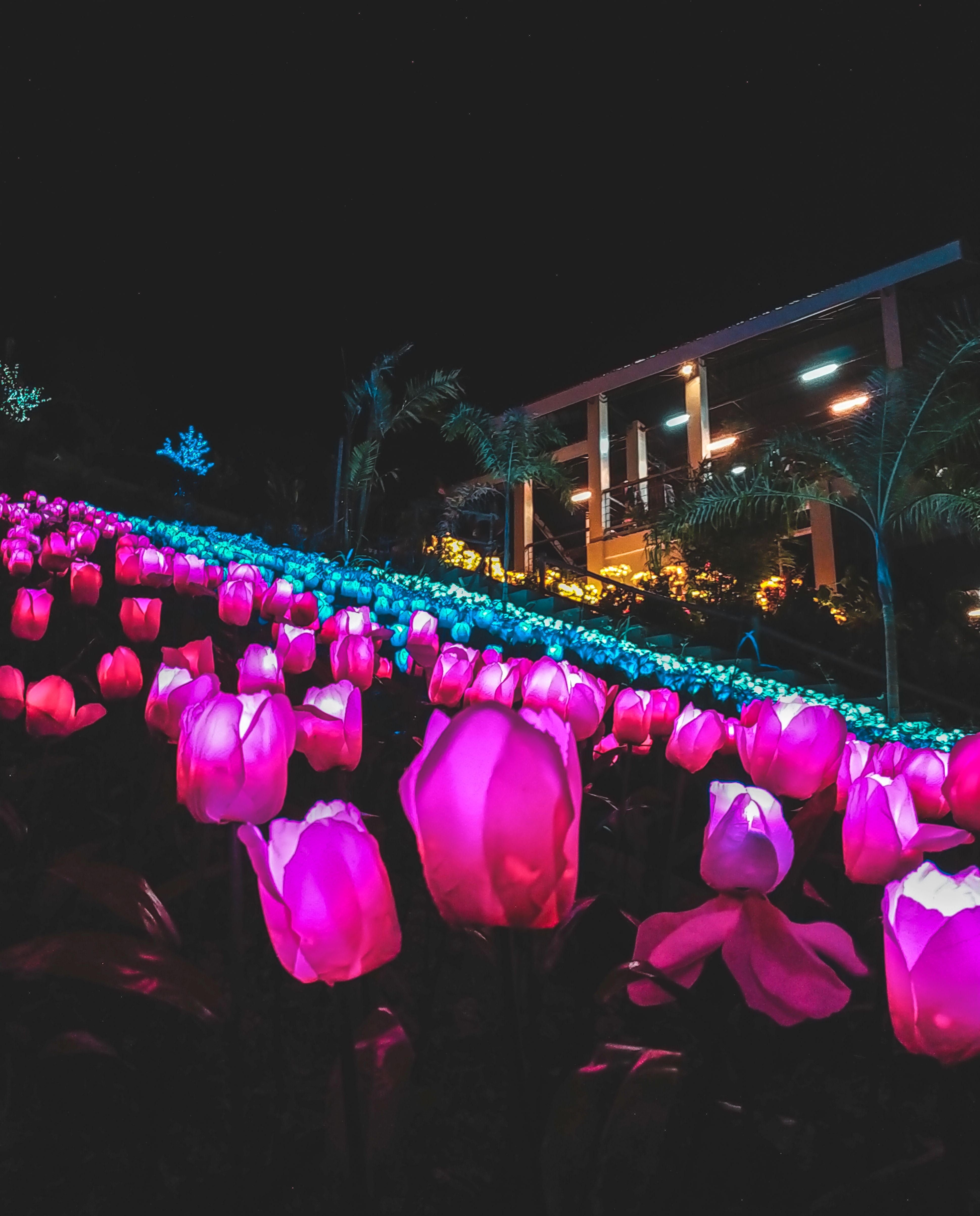 Field of Blue and Pink Tulips · Free Stock Photo