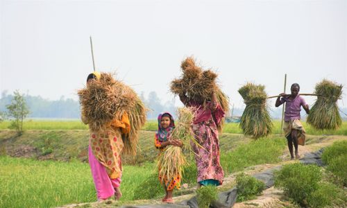 Free Group of farmers carrying harvested rice in a rural field, captured in Rangpur, Bangladesh. Stock Photo