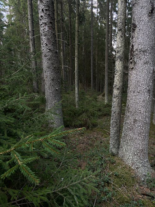 Trees in Evergreen Forest