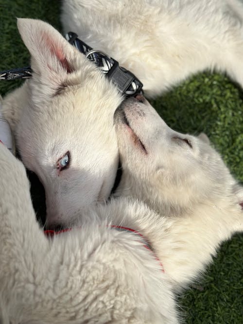 Free White Dogs Lying Down Together Stock Photo