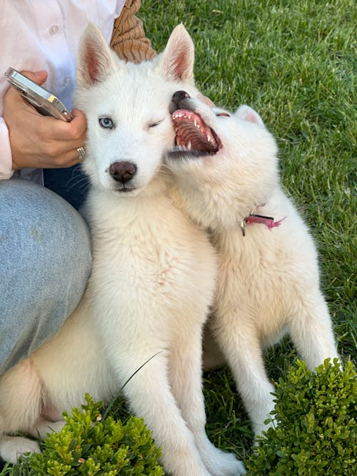 Two Siberian Huskies with a Person