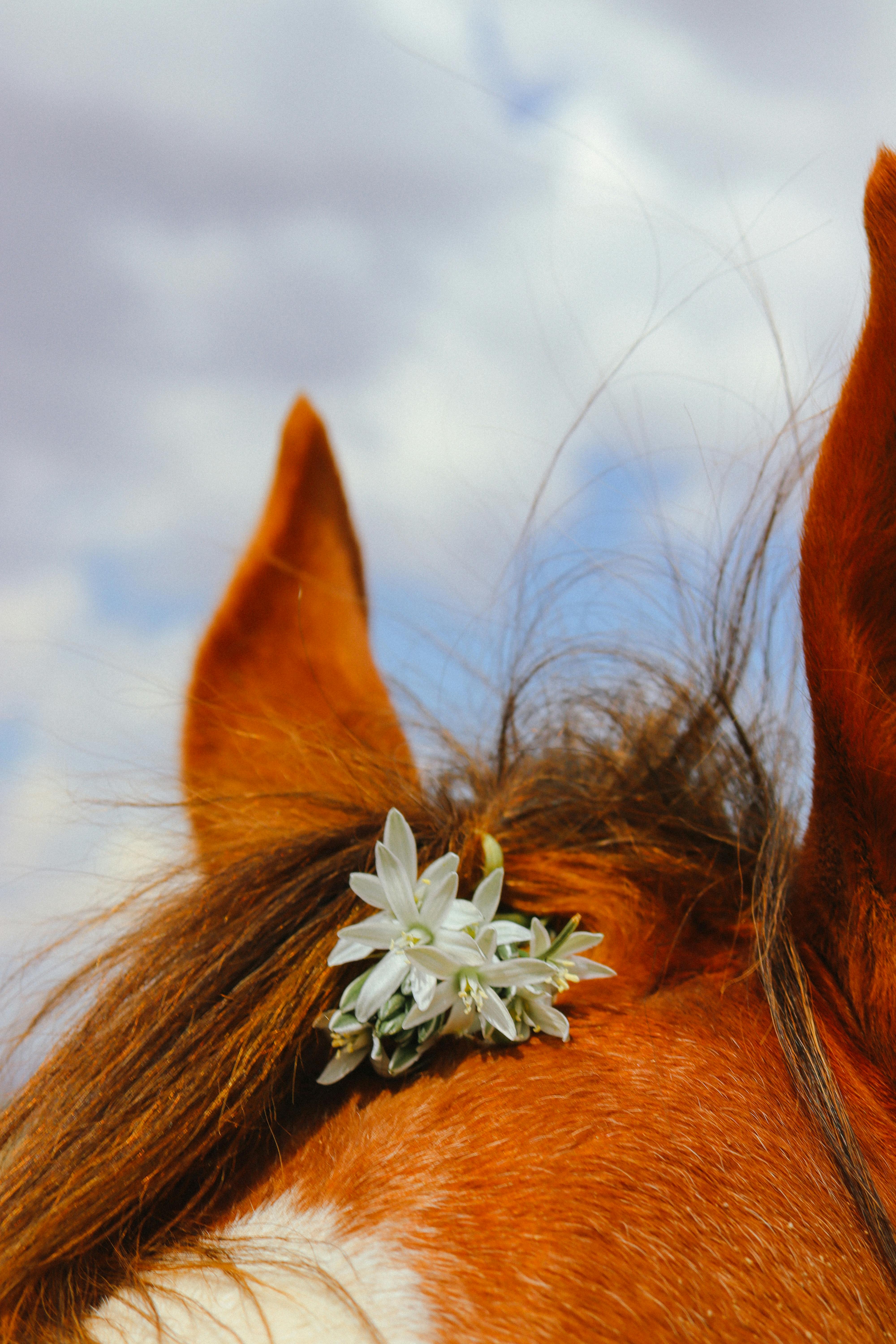 4,716 Horse Hair Close Up Stock Photos, High-Res Pictures, and Images -  Getty Images
