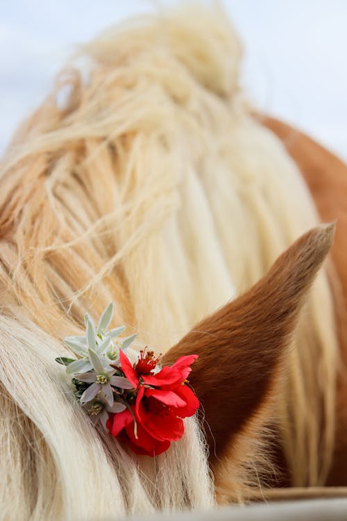 Ilmainen kuvapankkikuva tunnisteilla hevonen, kukat, lähikuva