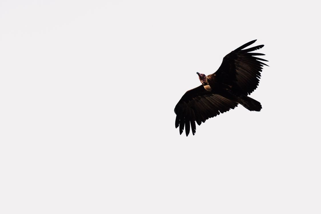 Close up of Flying Condor · Free Stock Photo