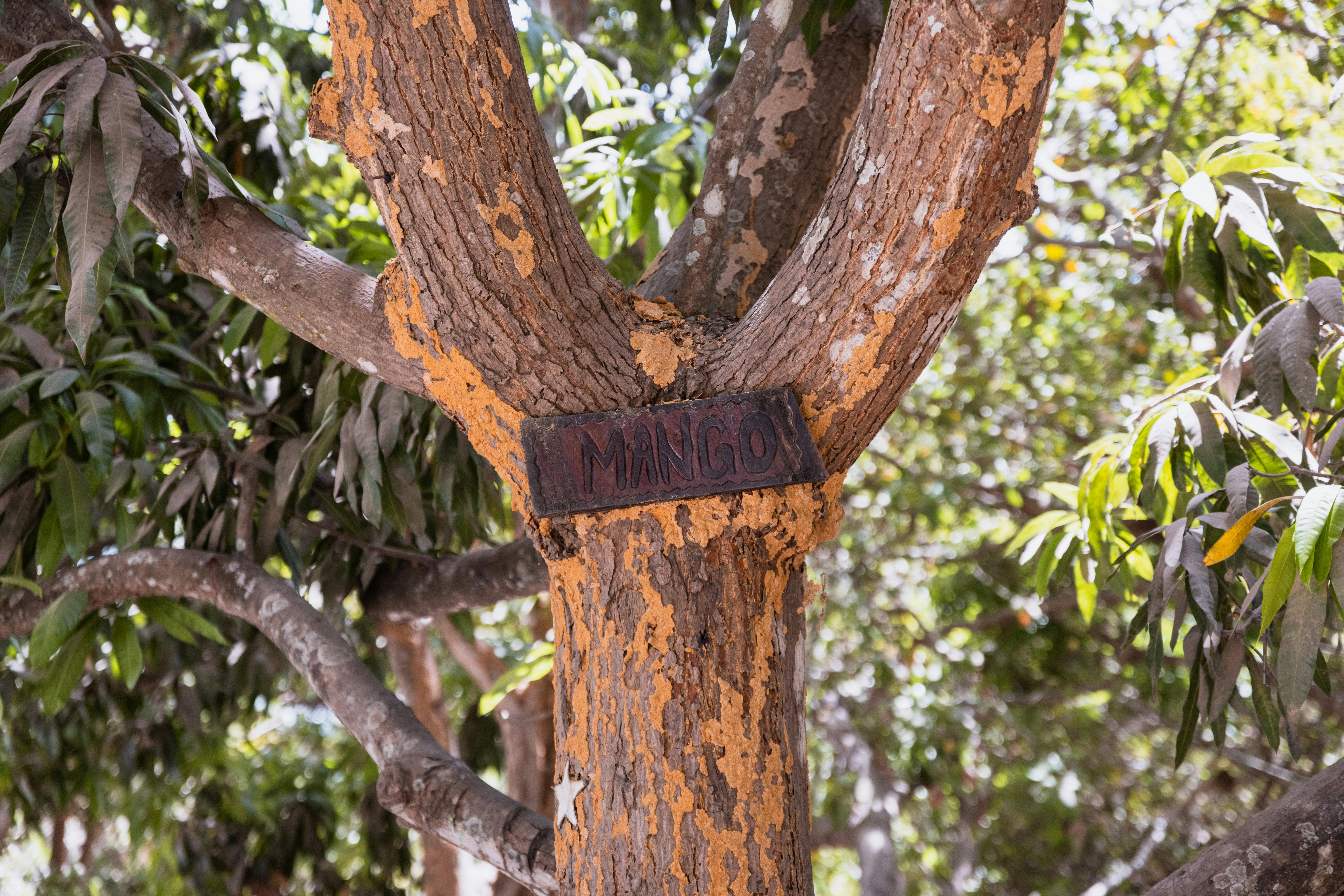 Description Mango on Tree · Free Stock Photo