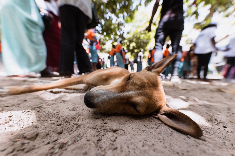 Peaceful dog sleeping on ground surrounded by people in a park setting.