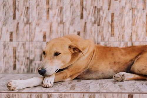 Free A calm dog resting on a textured stone tile floor, showcasing tranquility and relaxation. Stock Photo