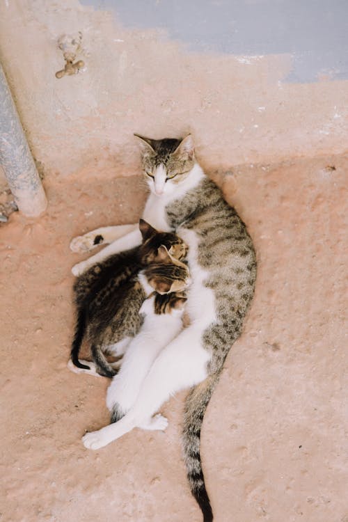 annelik, dikey atış, Evcil Hayvan içeren Ücretsiz stok fotoğraf