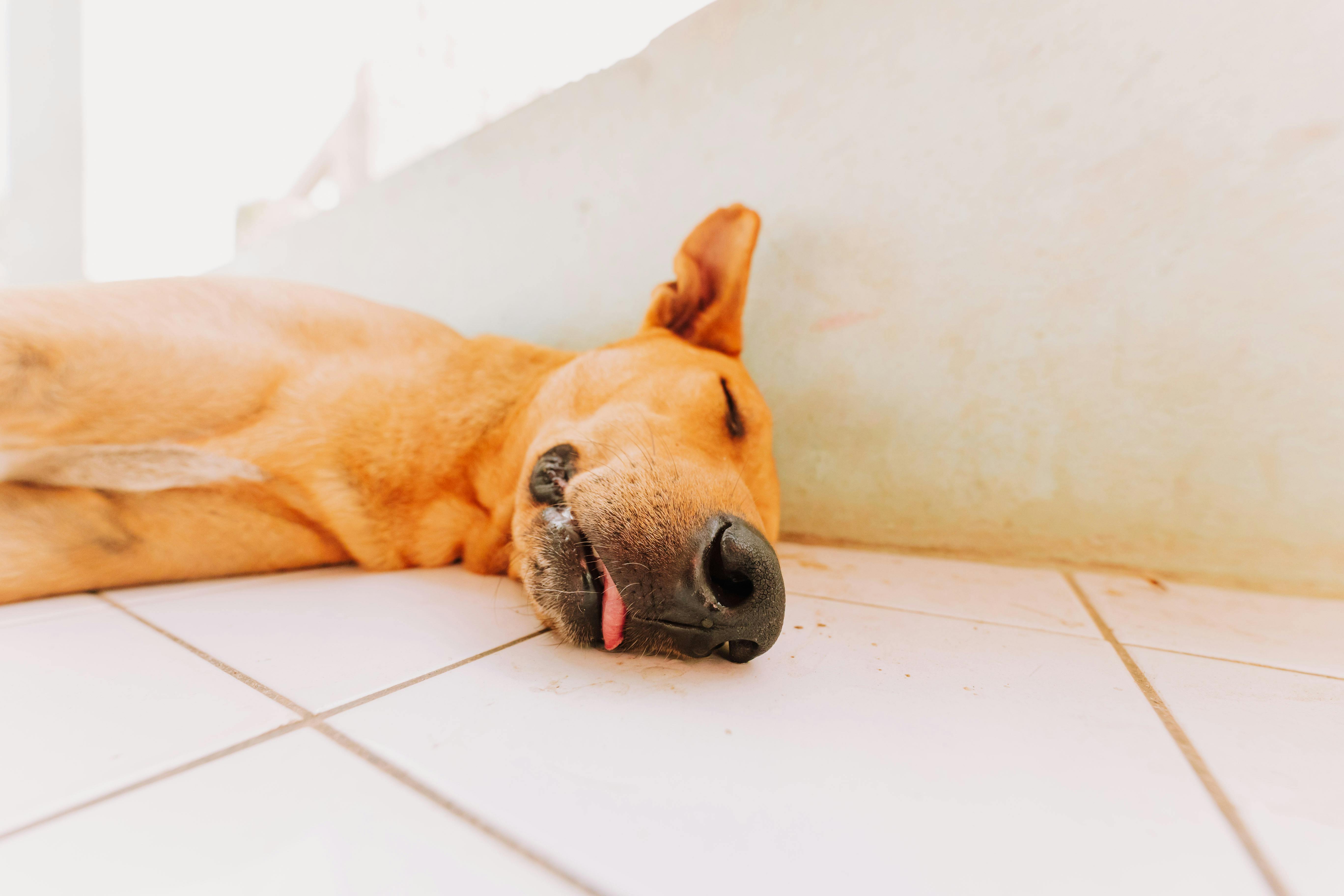 Dog sleeping best sale on floor