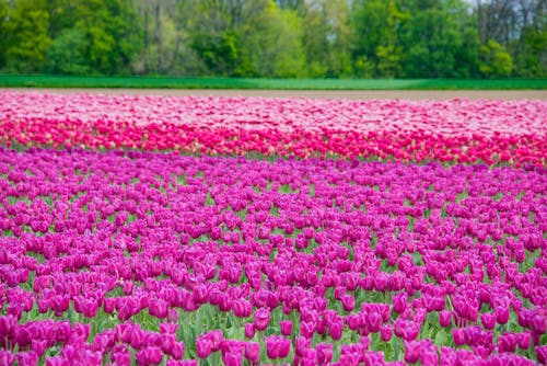 Field of Purple Tulips