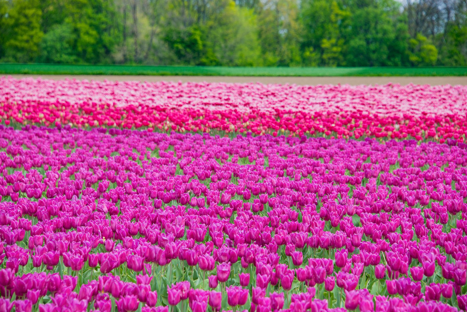 A vast field of purple tulips in full bloom, showcasing nature's beauty in spring.