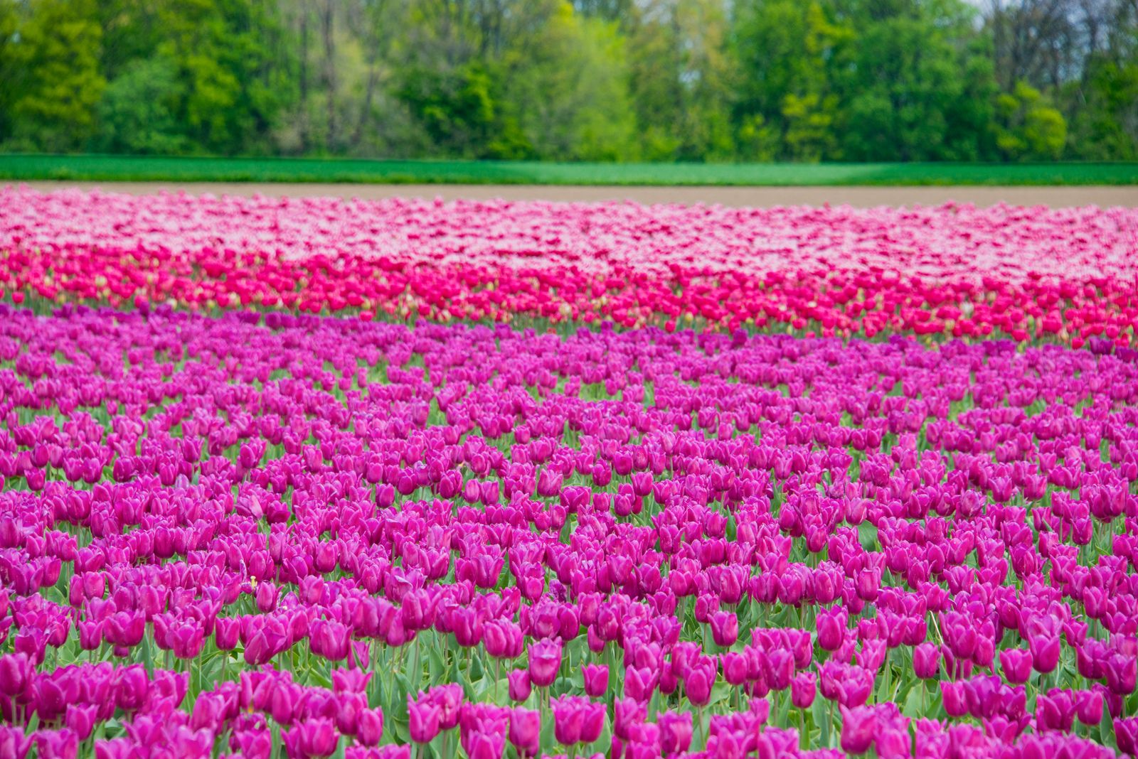 A field of pink tulips paint by numbers