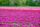 tulip field