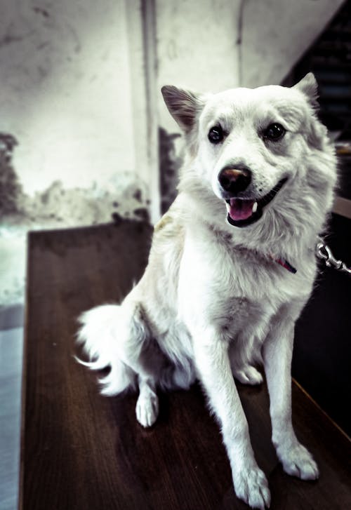 Fotos de stock gratuitas de artofsimplicity, blanco sobre blanco, fotografía de perro
