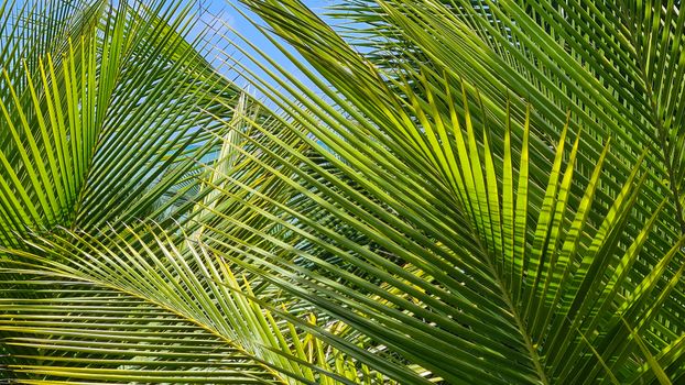 Close-up of lush green palm leaves in sunlight, creating a tropical feel.