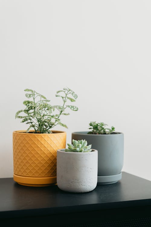 Plants in Flowerpots on Table