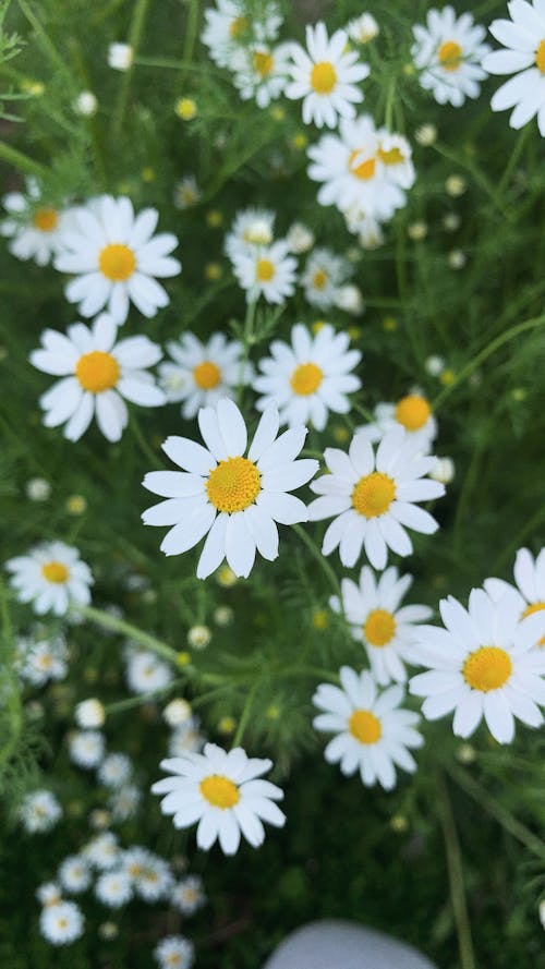Daisies on Meadow