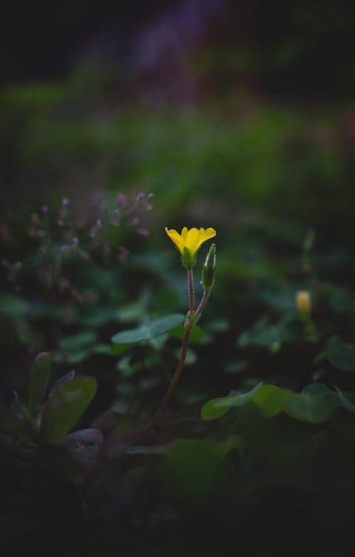 Free stock photo of 24mm, bud, canon