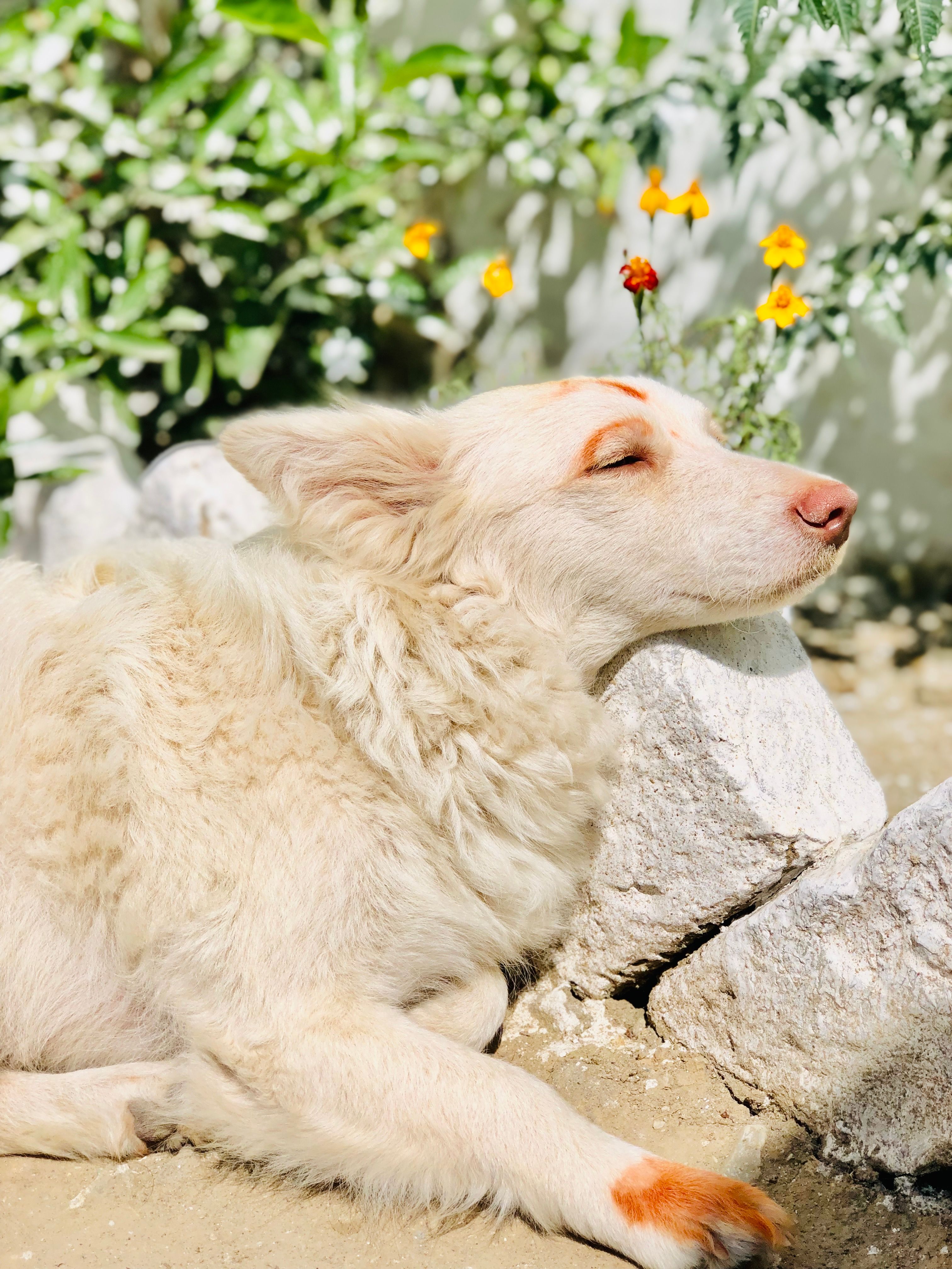 White Dog Lying Down · Free Stock Photo