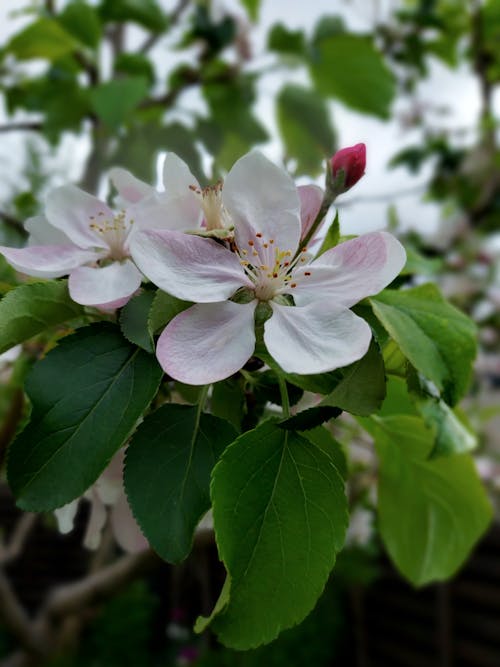 Darmowe zdjęcie z galerii z drzewo, kwiat jabłoni, kwitnąć