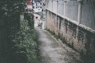 一条宁静的城市小巷里，风化的混凝土墙和郁郁葱葱的绿植在日光下静立