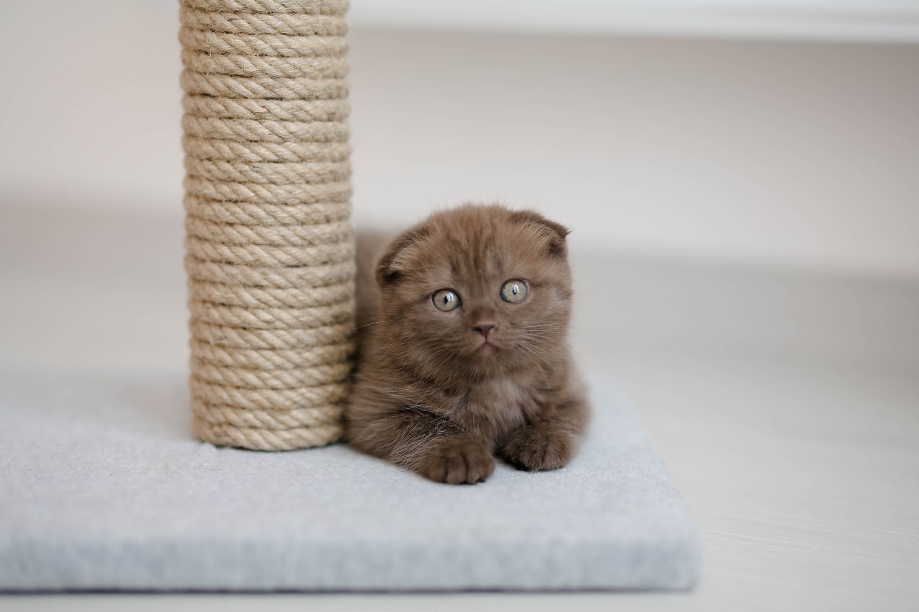 Best Cat Scratching Posts for Declawed Cats (2026) – Comfortable, Safe, and Durable Options