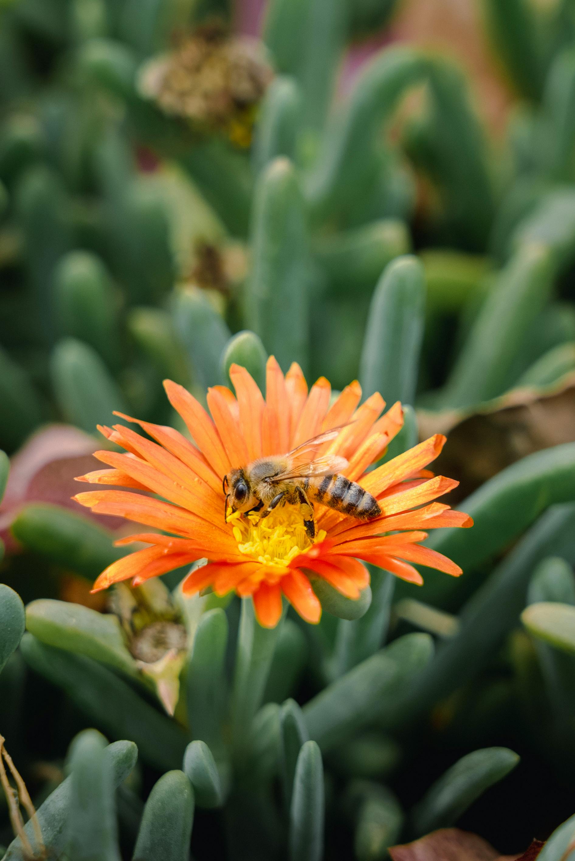 Close-up of a honeybee pollinating an orange flower in a lush green setting in Peru.