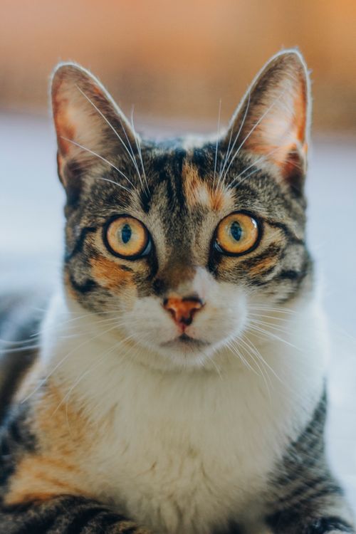 Free Vivid close-up portrait of a calico cat with striking blue eyes, capturing a moment of surprise. Stock Photo