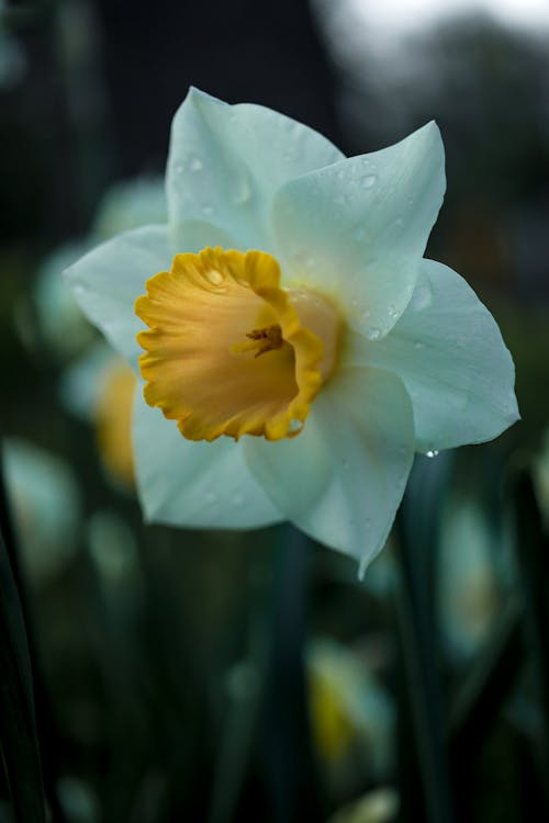 Kostnadsfri bild av blomma, blomning, droppar