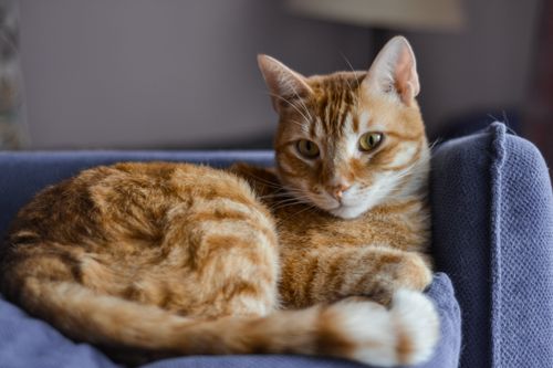 Free A ginger tabby cat lying comfortably on a blue armchair indoors. Stock Photo