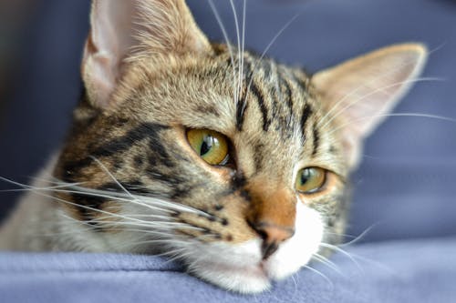 Cat Leaning Head on Armchair Backrest 