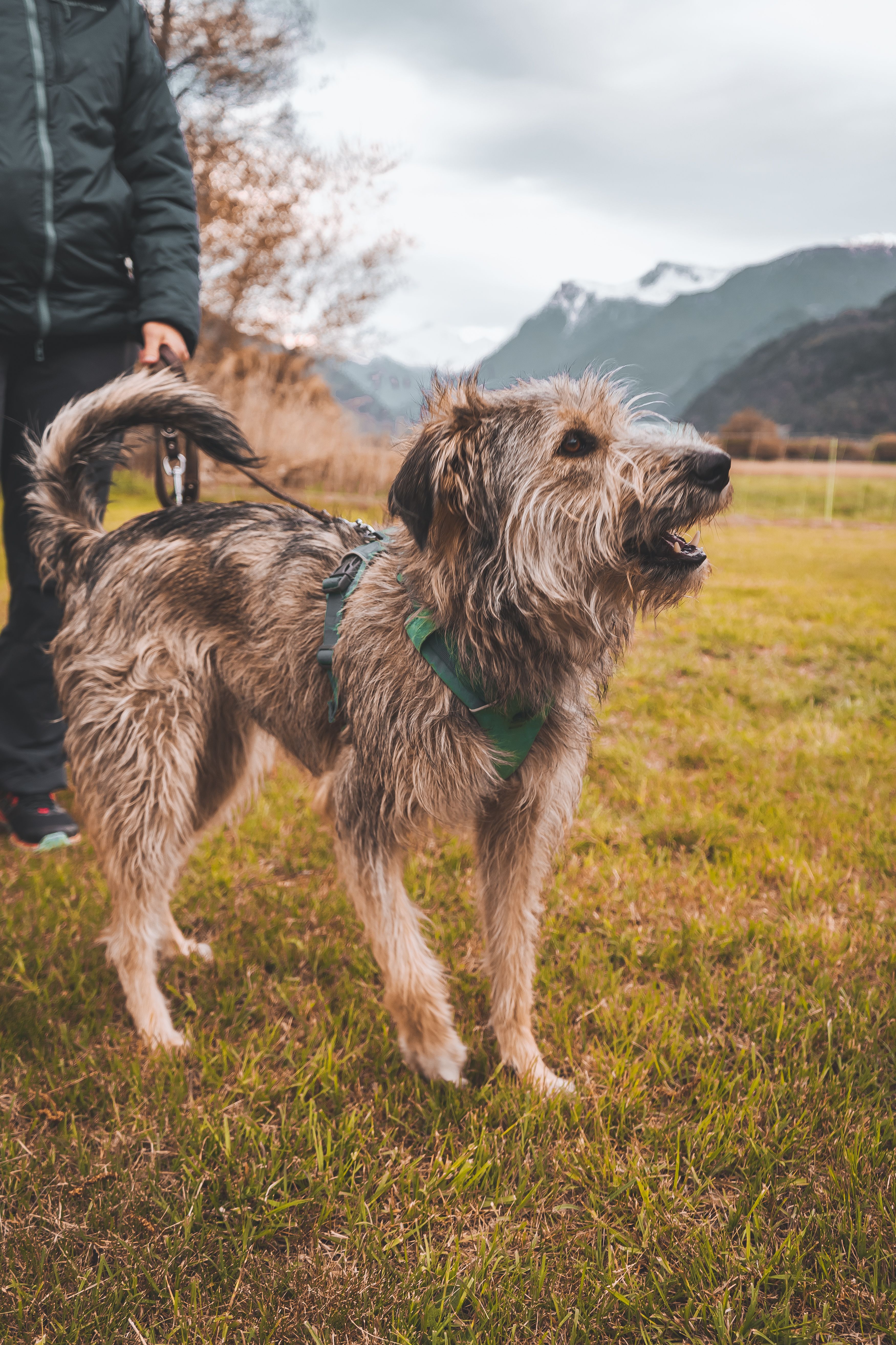 Energetic dog enjoying a walk in a scenic mountainous area on a leash.