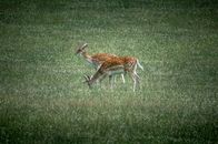 Fallow deer peacefully grazing in a lush meadow in Luxembourg, showcasing serene wildlife.