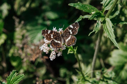 Kostenloses Stock Foto zu blätter, gewöhnlicher admiral, natur