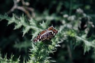 Butterfly on Leaf