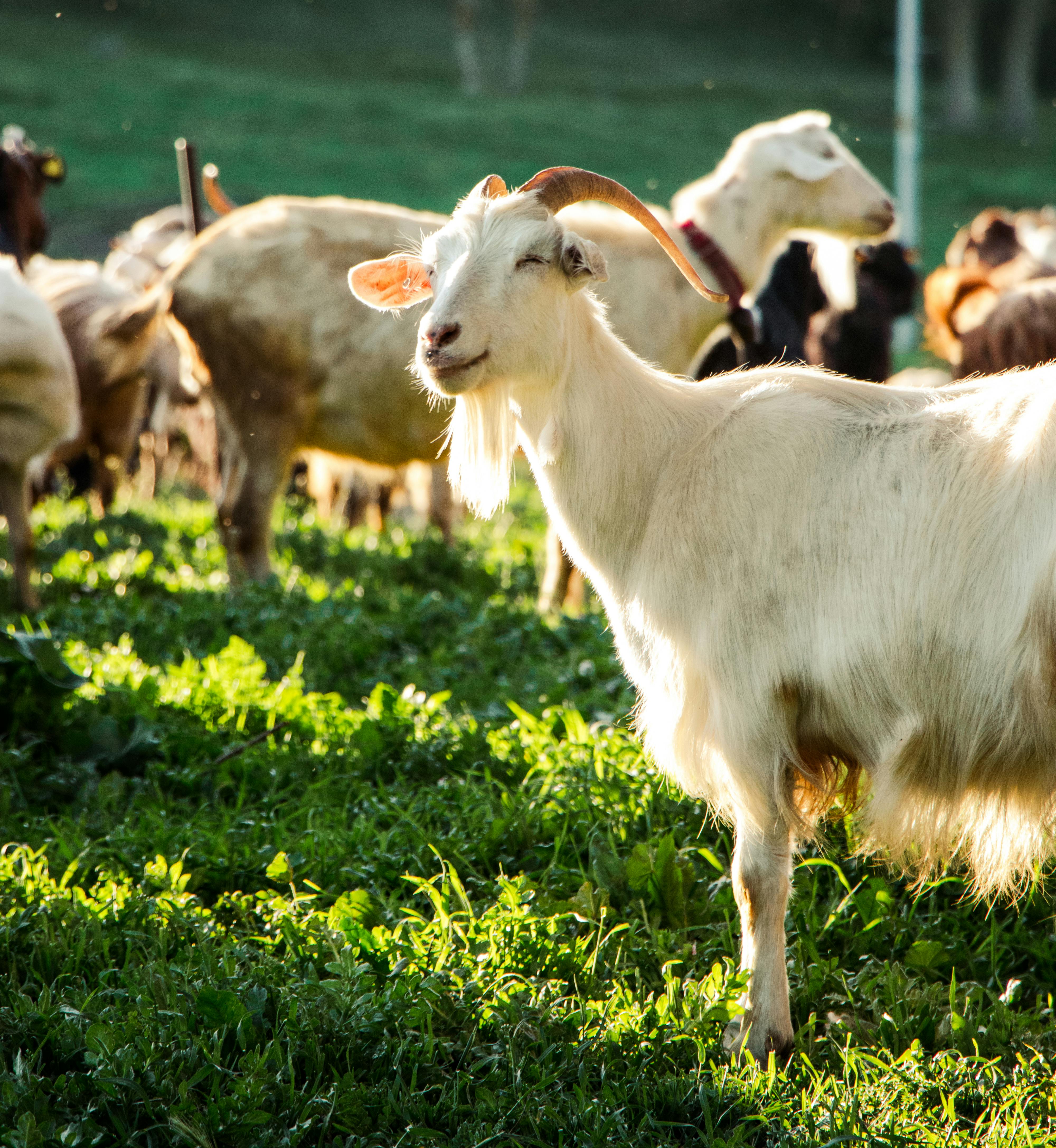 Gratuit Photos gratuites de agriculture, agro, animaux Photos