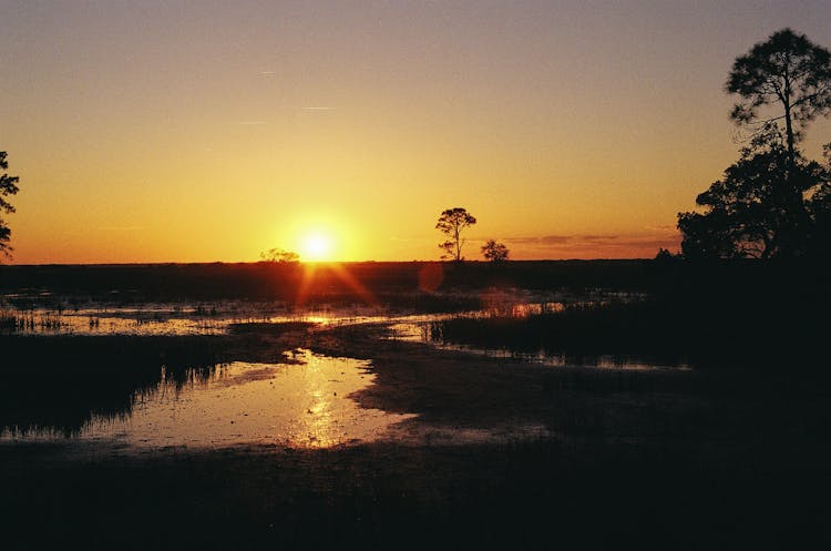 Swamp At Sunset