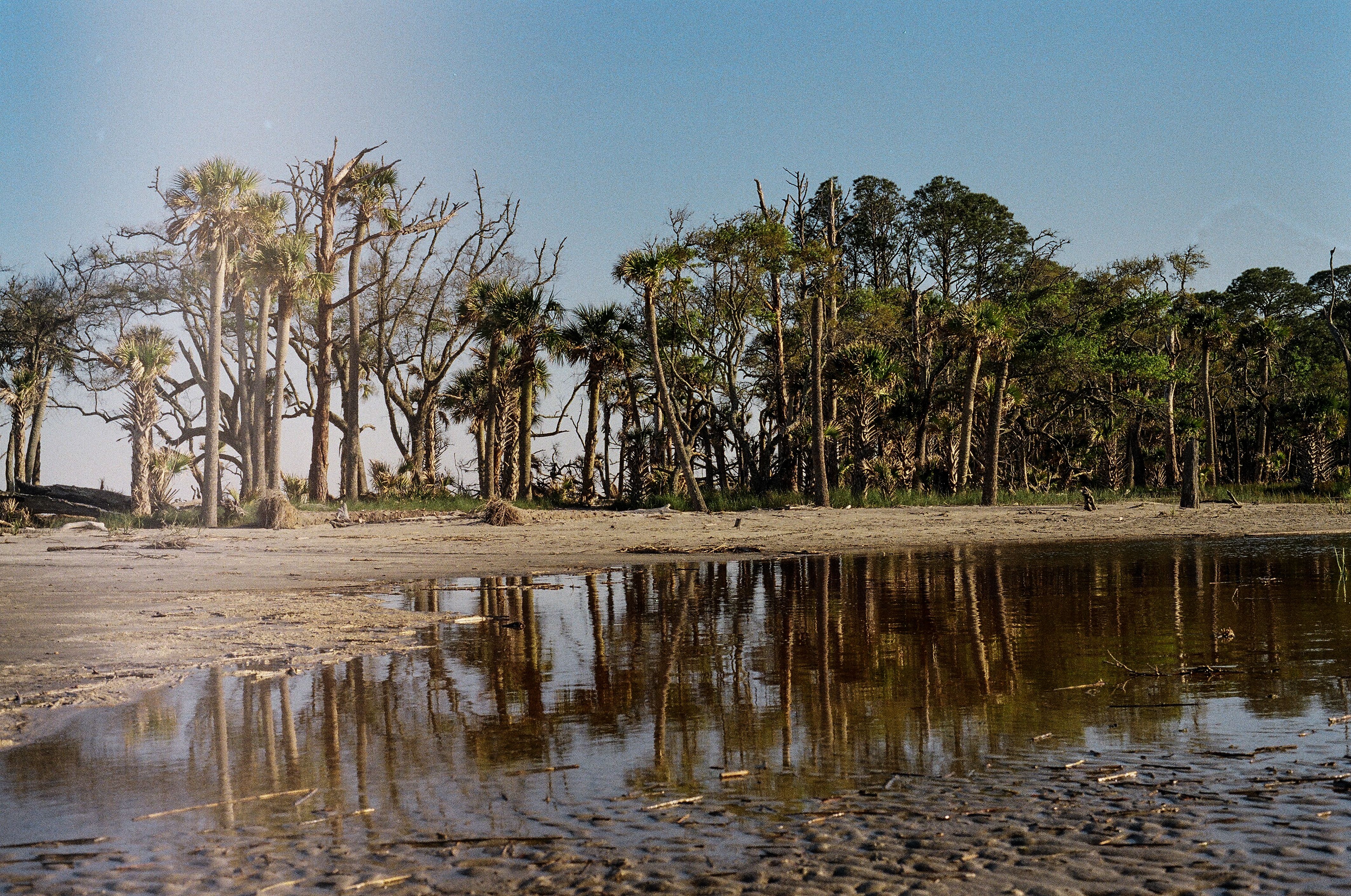 Explore the tranquil tree-lined beach scene reflecting in calm waters at Jekyll Island.