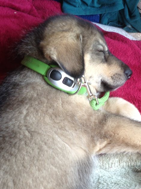 Free stock photo of asleep, collar, husky