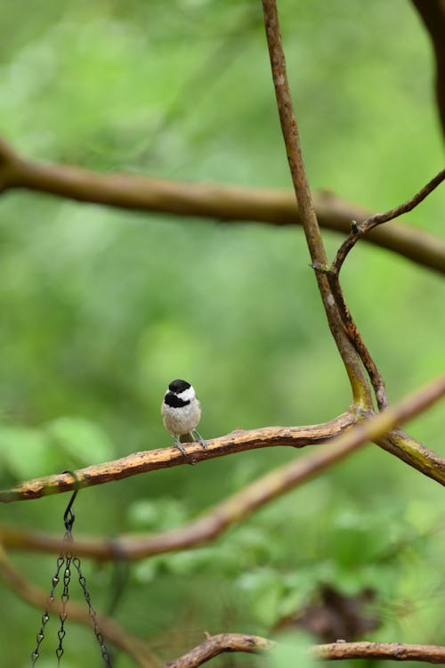 Imagine de stoc gratuită din animal, arbore, chickadee