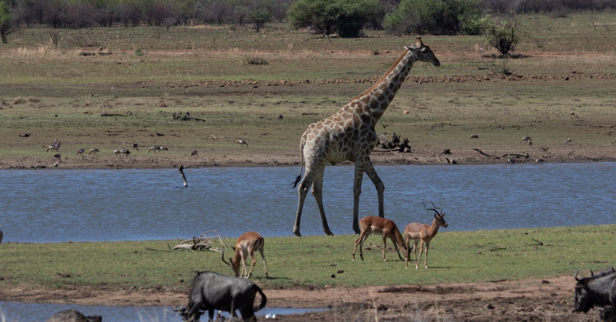 Free stock photo of bluewildebeest, giraffe, impala