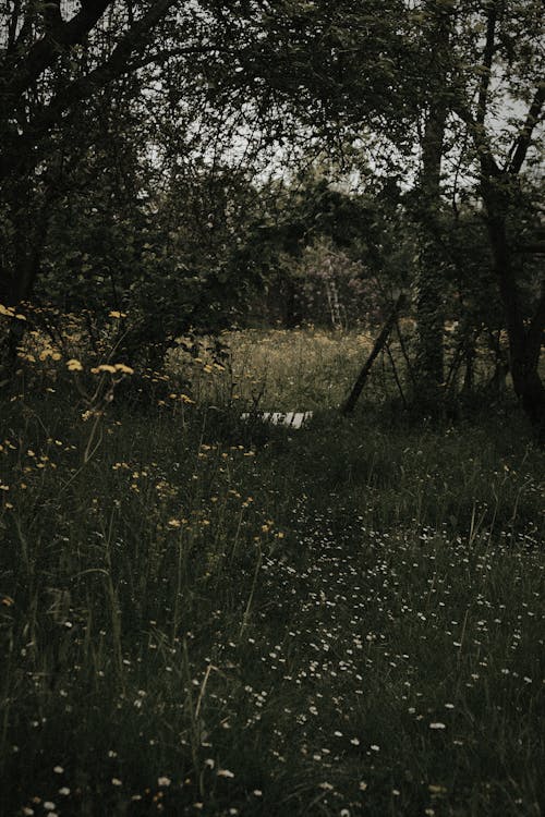 Flowers and Trees on Meadow